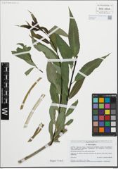 Foto von Salix fragilis L.